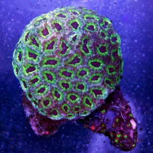 Favites Brain Coral 2.75" WYSIWYG