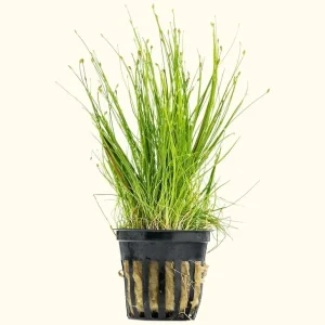 Dwarf Hairgrass