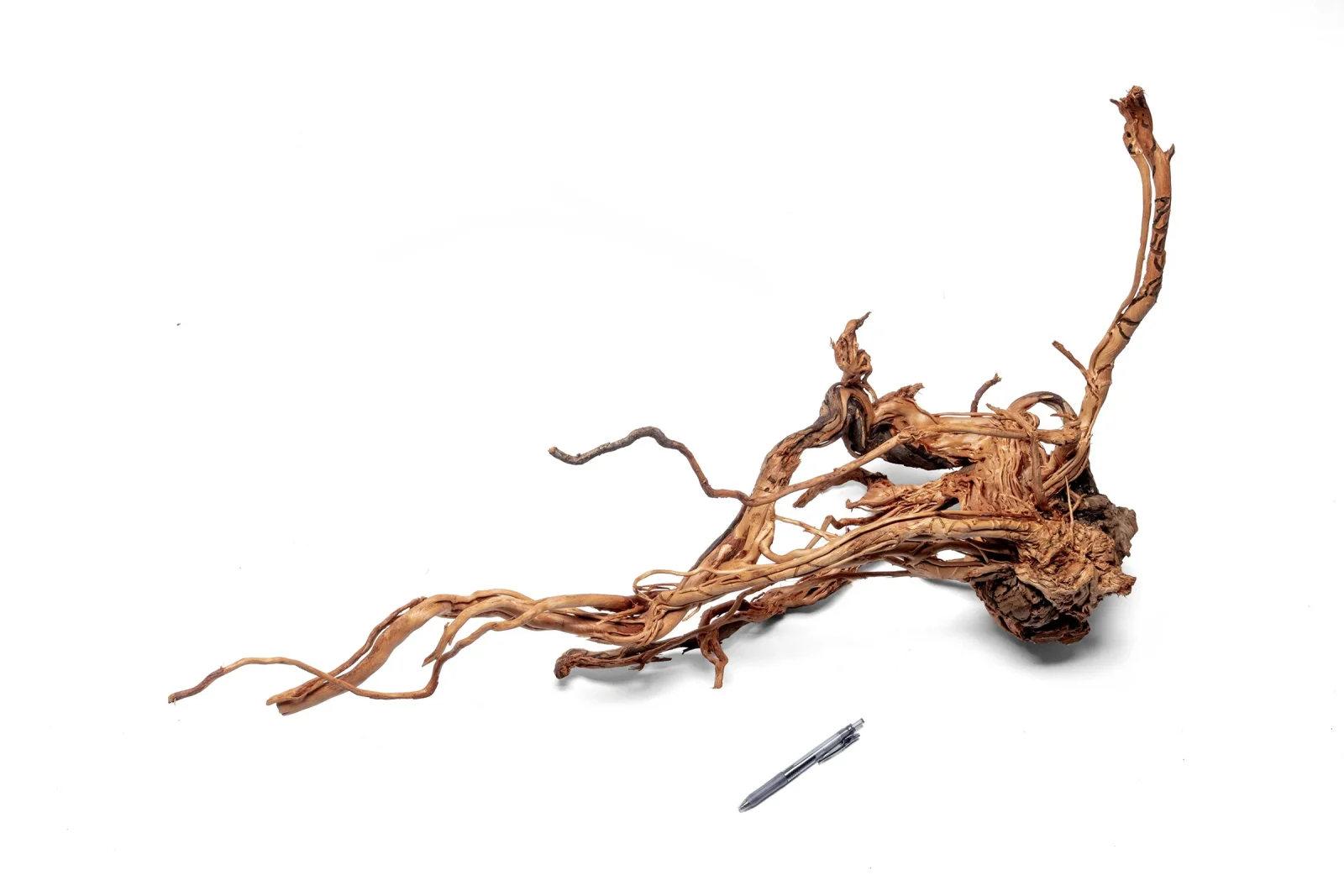Ancient Wood Showpiece (AW06)