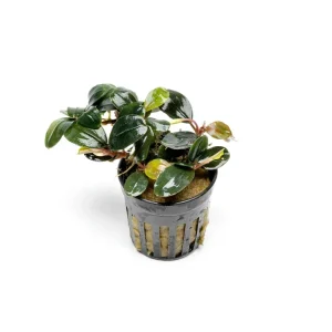 Bucephalandra Fairy Sparkle