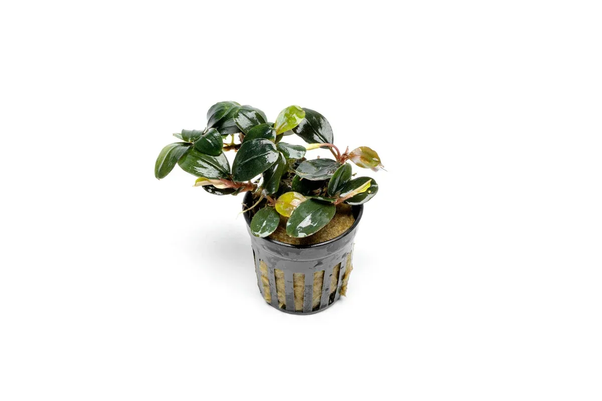 Bucephalandra Fairy Sparkle
