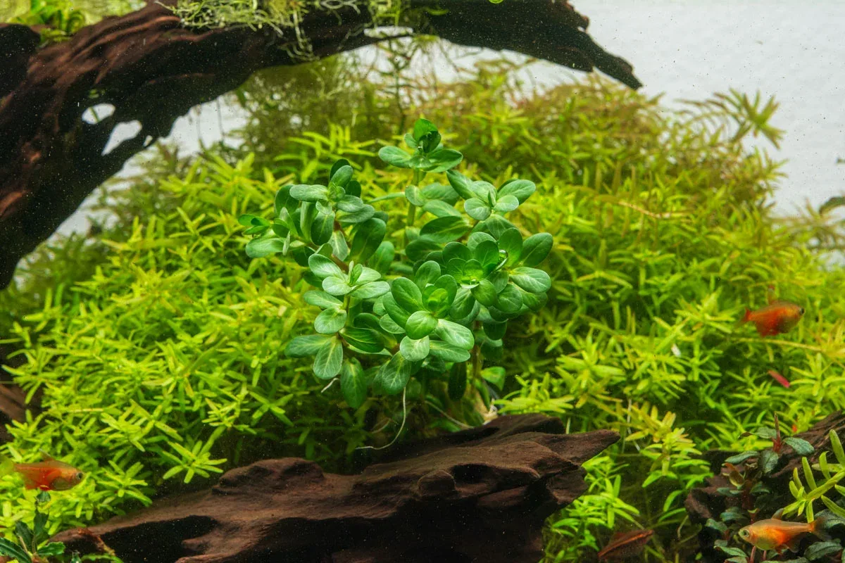 Rotala Bonsai - Image 2