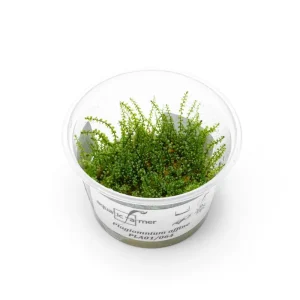 Pearl Moss Aquatic Farmer Tissue Culture