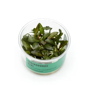 Echinodorus Reni UNS Tissue Culture