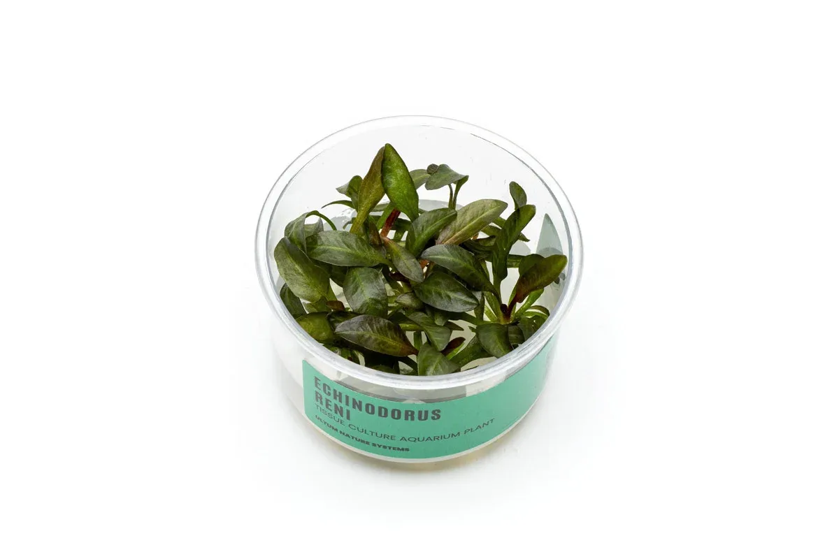 Echinodorus Reni UNS Tissue Culture
