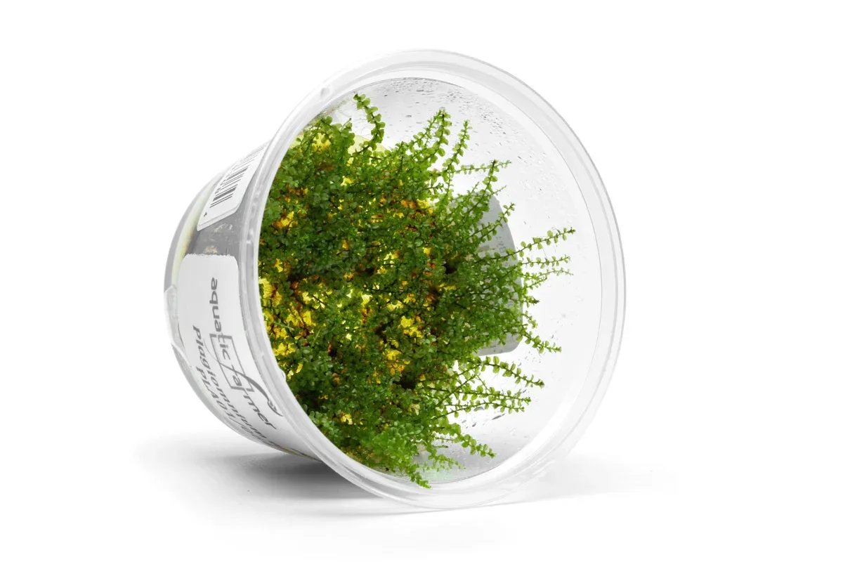 Pearl Moss Aquatic Farmer Tissue Culture - Image 2