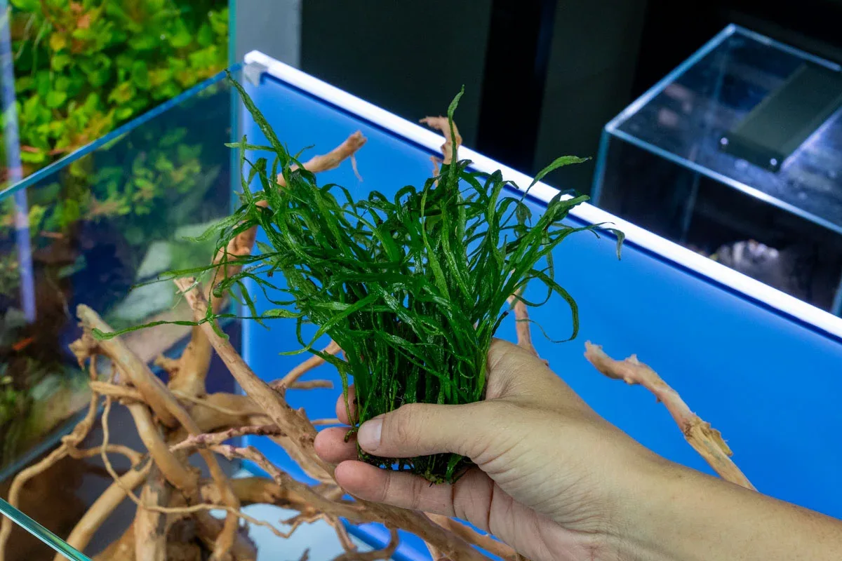 Java Fern Needle Leaf - Image 2