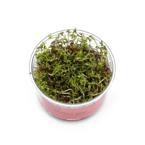 Rotala Macrandra Mini Red UNS Tissue Culture