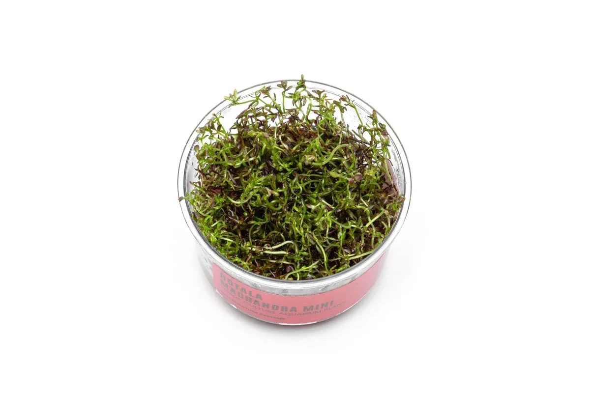 Rotala Macrandra Mini Red UNS Tissue Culture