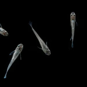 White Galaxy Long Fin Medaka Rice Fish