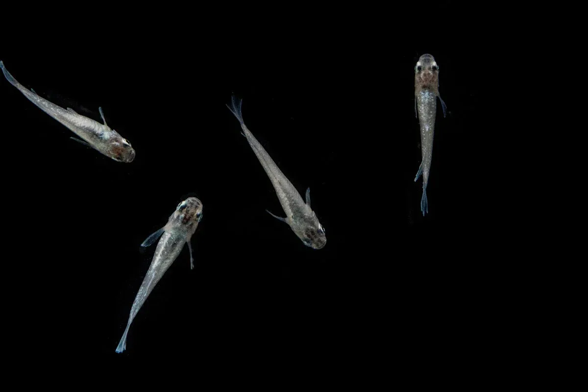 White Galaxy Long Fin Medaka Rice Fish