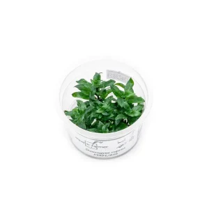 Staurogyne Repens Aquatic Farmer Tissue Culture