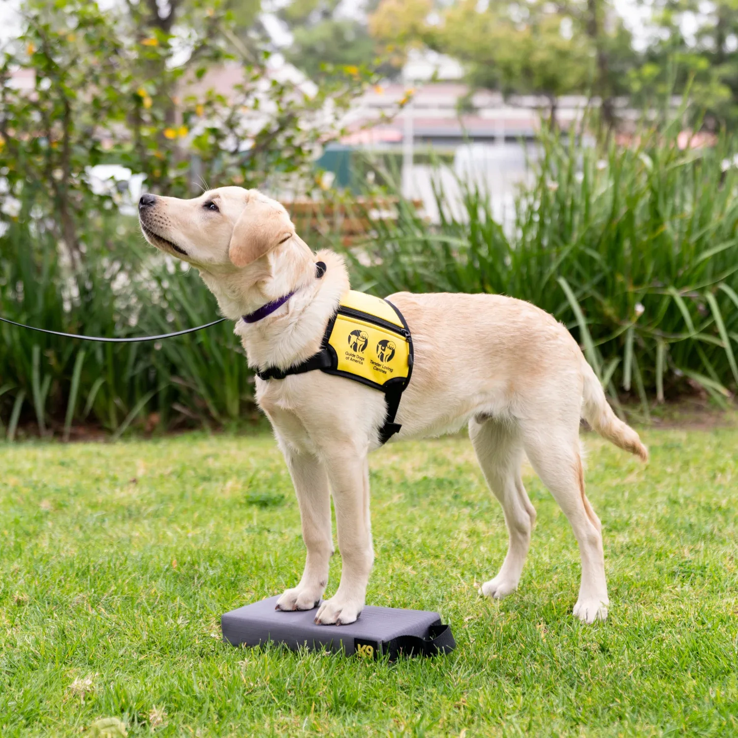 K9 Training™ Target Block