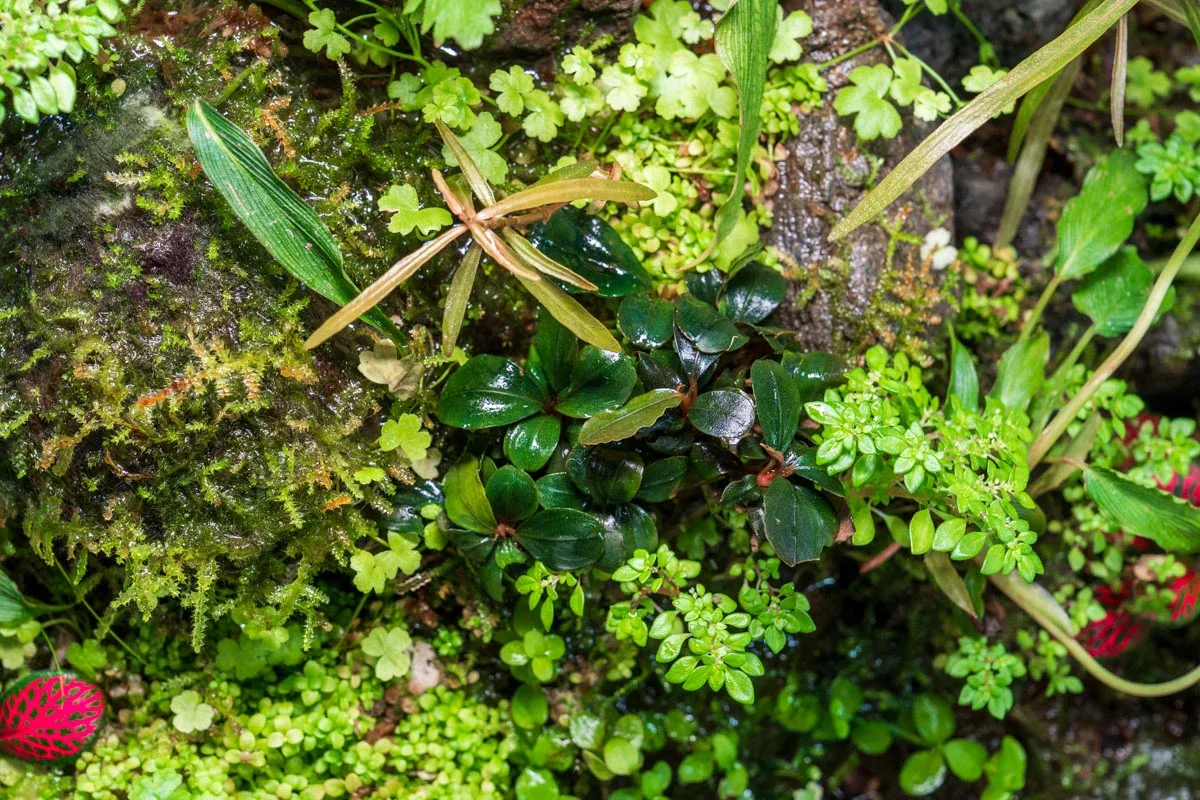 Bucephalandra Pandora Queen - Image 2