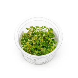 Aciotis Acuminifolia Aquatic Farmer Tissue Culture