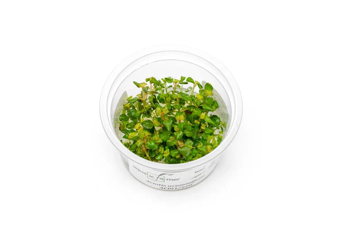 Aciotis Acuminifolia Aquatic Farmer Tissue Culture