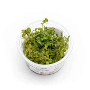 Ludwigia Senegalensis Aquatic Farmer Tissue Culture