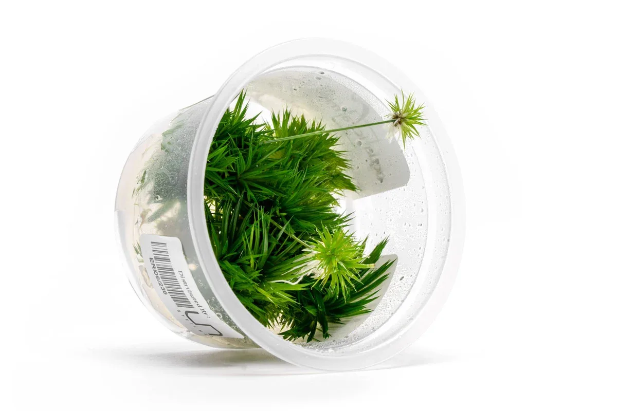 Eriocaulon Aquaticum Aquatic Farmer Tissue Culture - Image 2