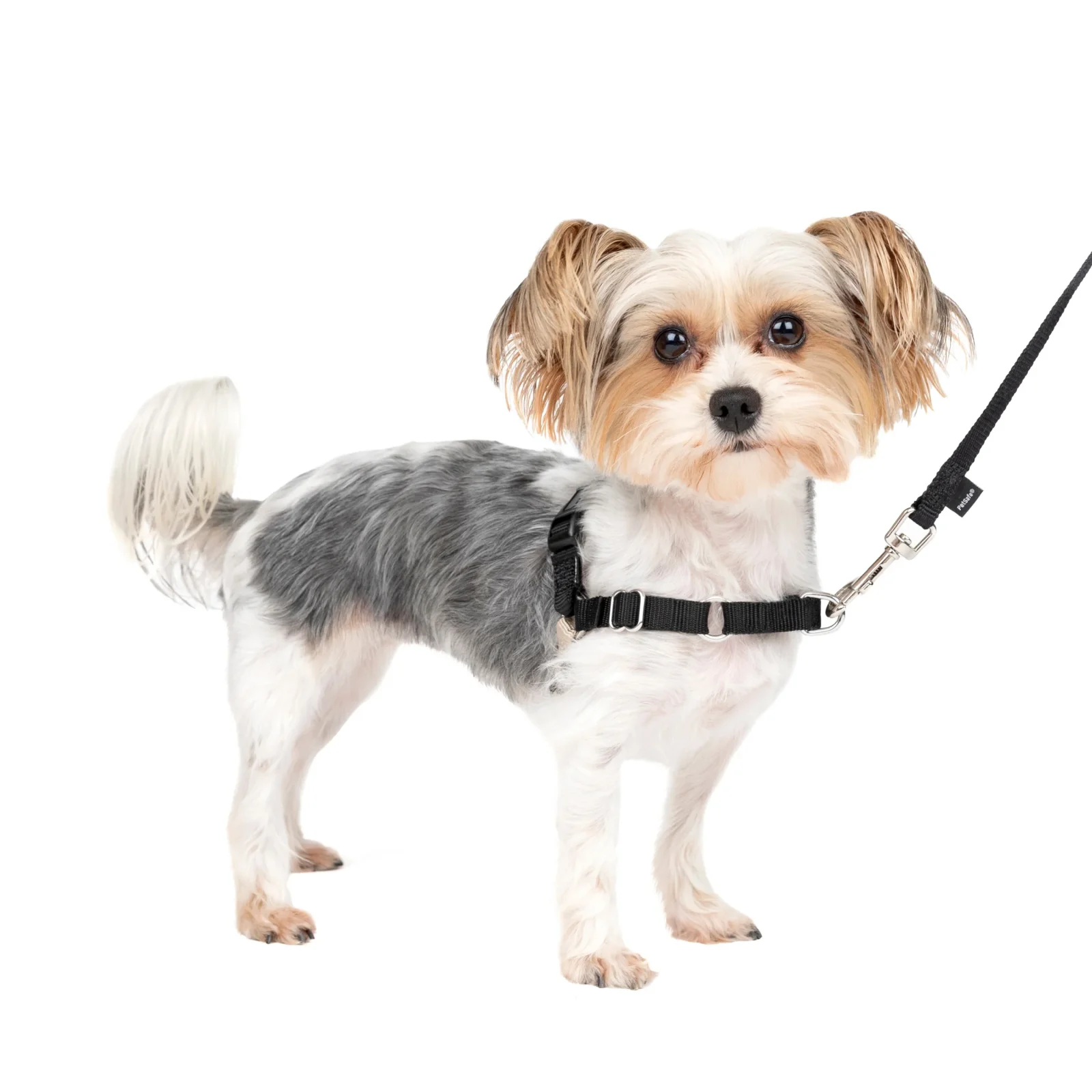 Easy Walk® Harness, No Pull Dog Harness - Image 2