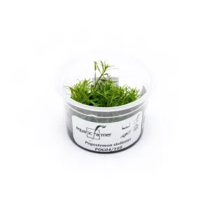 Eusteralis Stellata / Pogostemon Stellatus Aquatic Farmer Tissue Culture