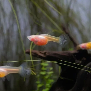 Glass Belly Albino Yellow Tuxedo Guppies
