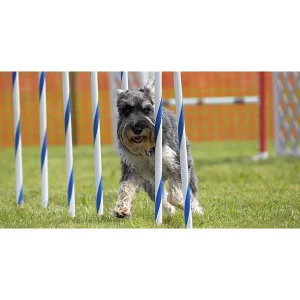 Clean Run Ninja Weaves Seminar: Training Tools to Solve Common Weave Pole Problems