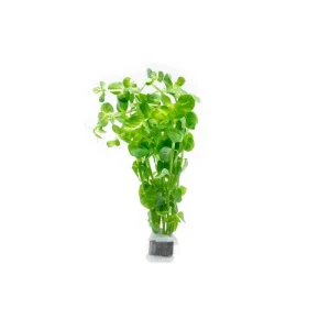 Rotala Indica Green