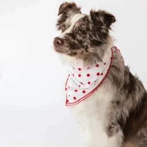 Buddy Dog Bandana - 100% Soft Cotton, Handcrafted by Alto Modas