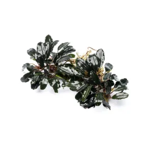 Bucephalandra Motleyana Red Under Leaf