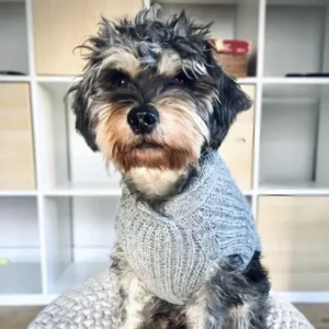 Champ Shawl Collar Sweater - Grey Heather