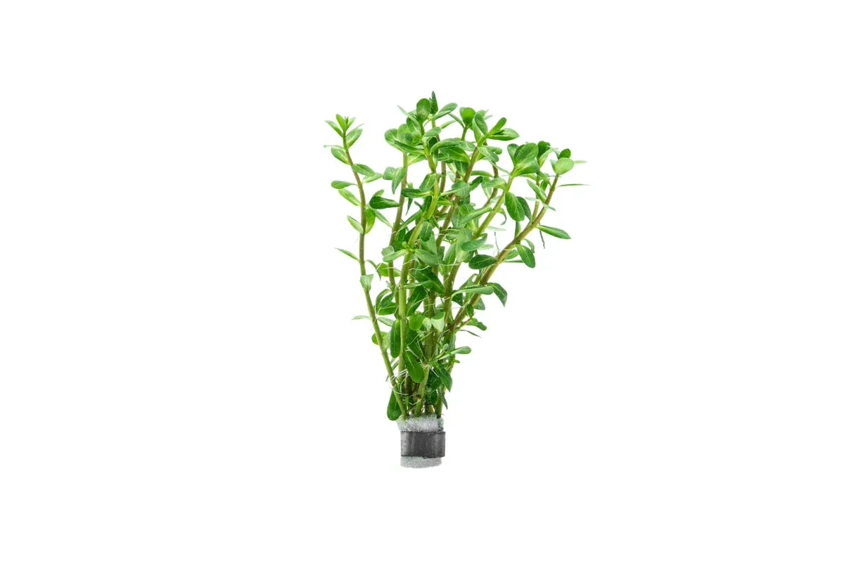 Rotala Bonsai