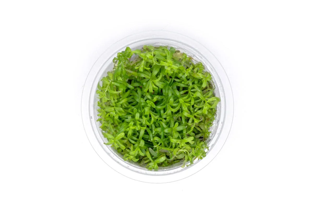 Rotala Wayanad Aquatic Farmer Tissue Culture - Image 2