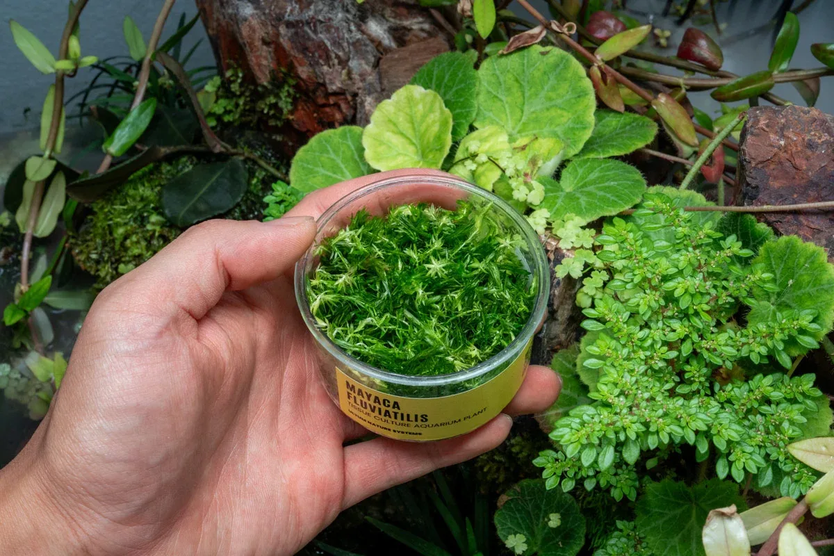 Mayaca Fluviatilis UNS Tissue Culture - Image 2