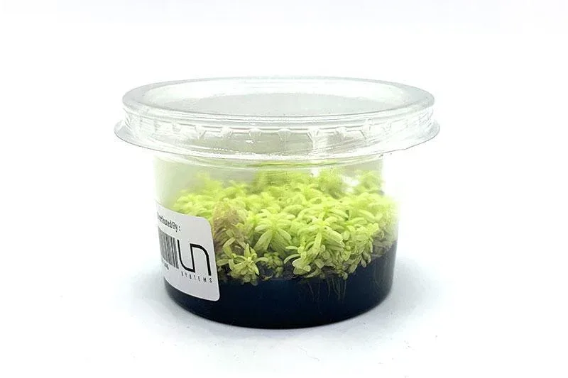 Rotala Rotundifolia PLATINUM Aquatic Farmer Tissue Culture - Image 2