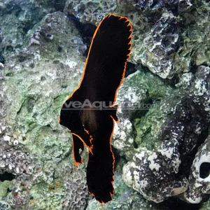 Pinnatus Batfish - EXPERT ONLY