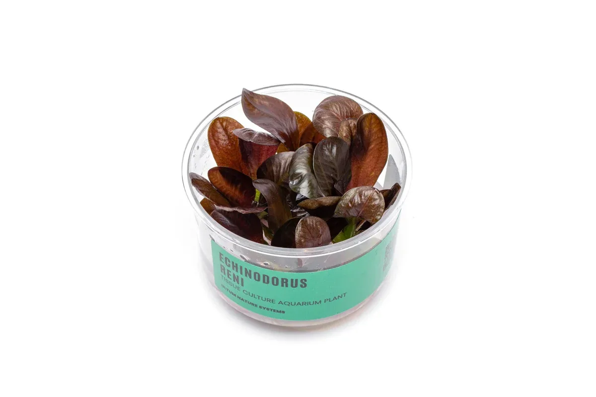 Echinodorus Reni UNS Tissue Culture - Image 2