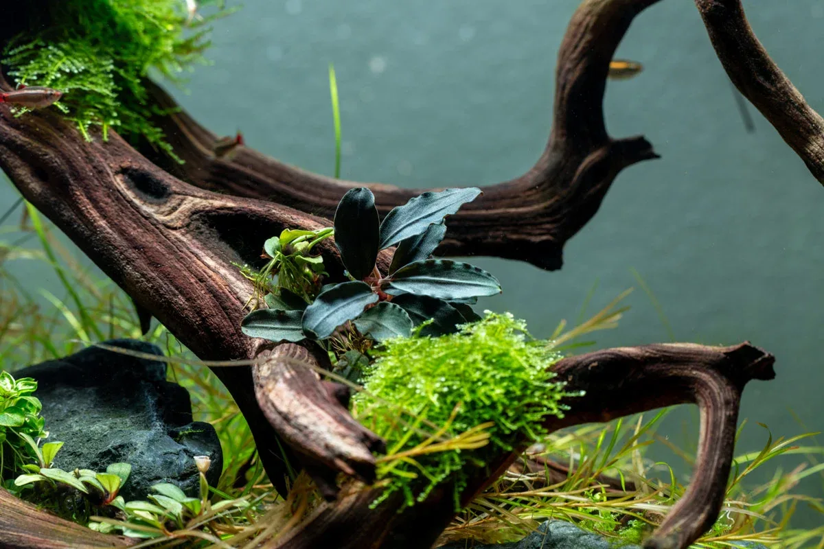 Bucephalandra Motleyana Red Under Leaf - Image 2