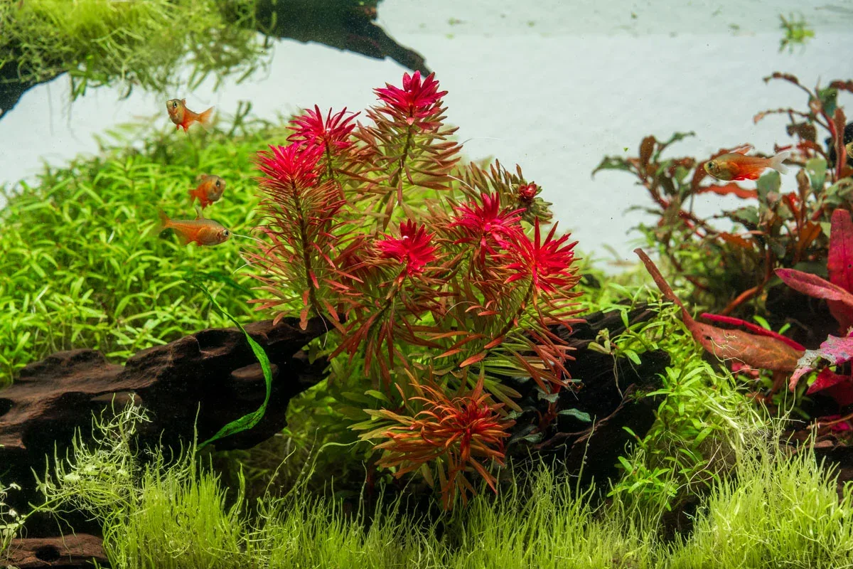 Ludwigia Inclinata var. Verticillata ‘Meta’ - Image 2