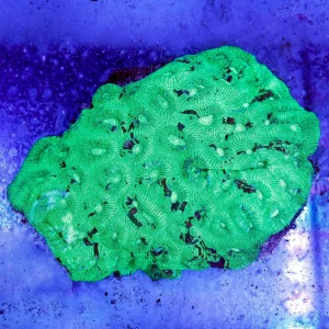 Brain Coral, Green 4" WYSIWYG