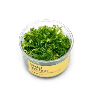 Mayaca Fluviatilis UNS Tissue Culture