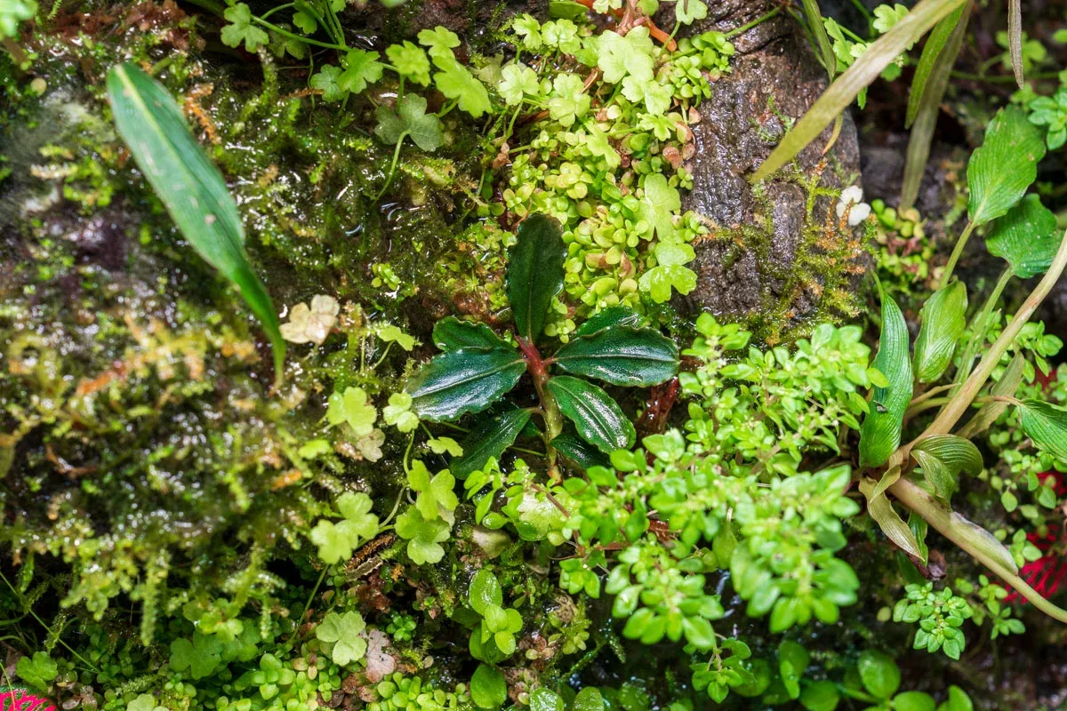 Bucephalandra Dark Phantom - Image 2