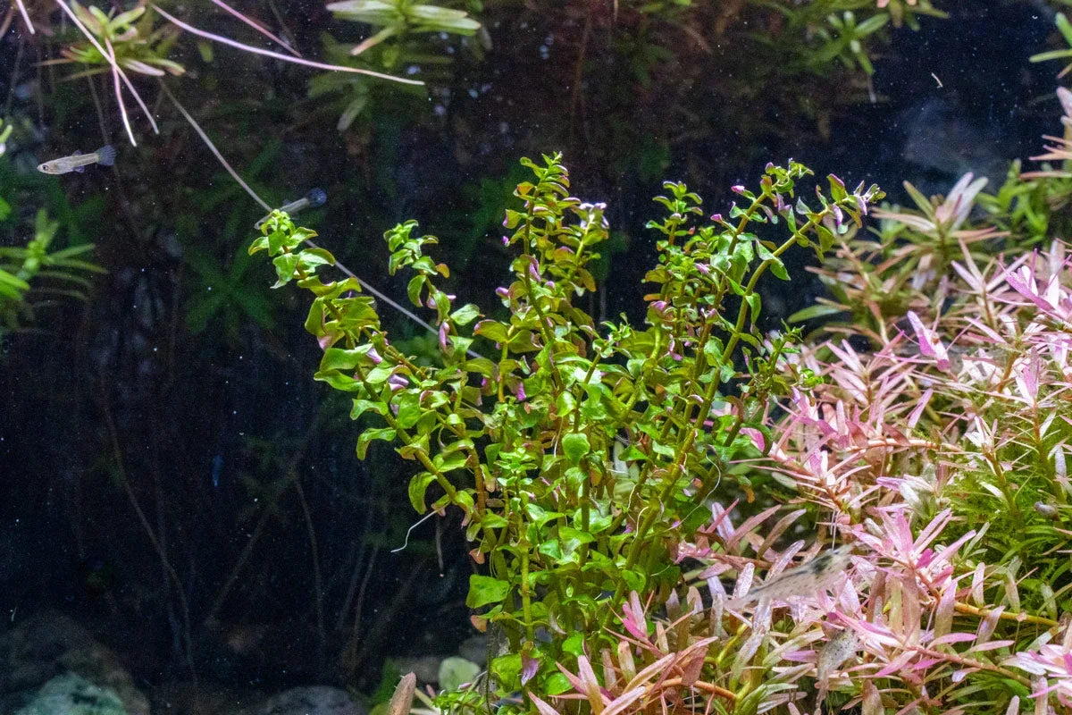 Rotala Sp. Pearl - Image 2