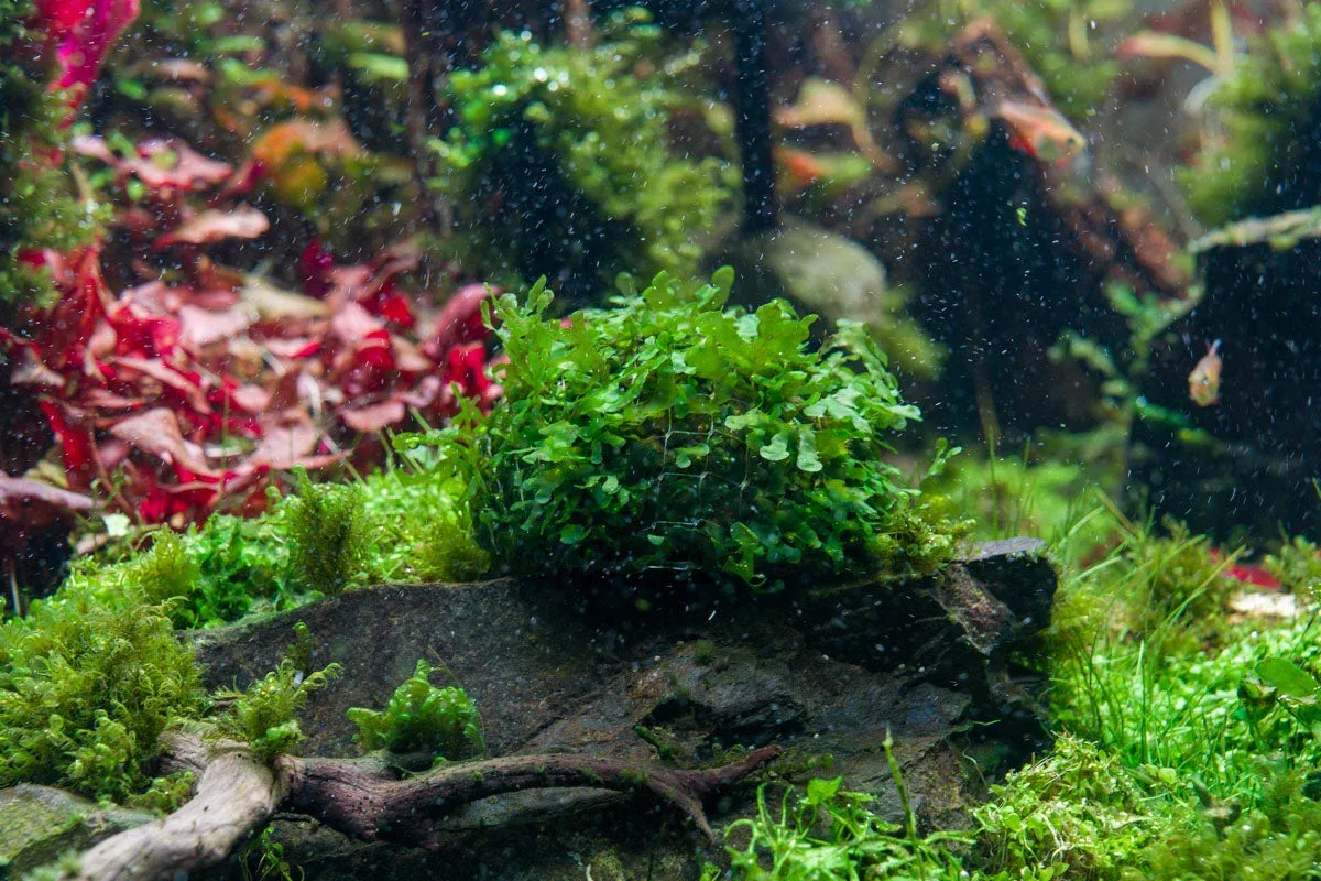 Subwassertang - Image 2