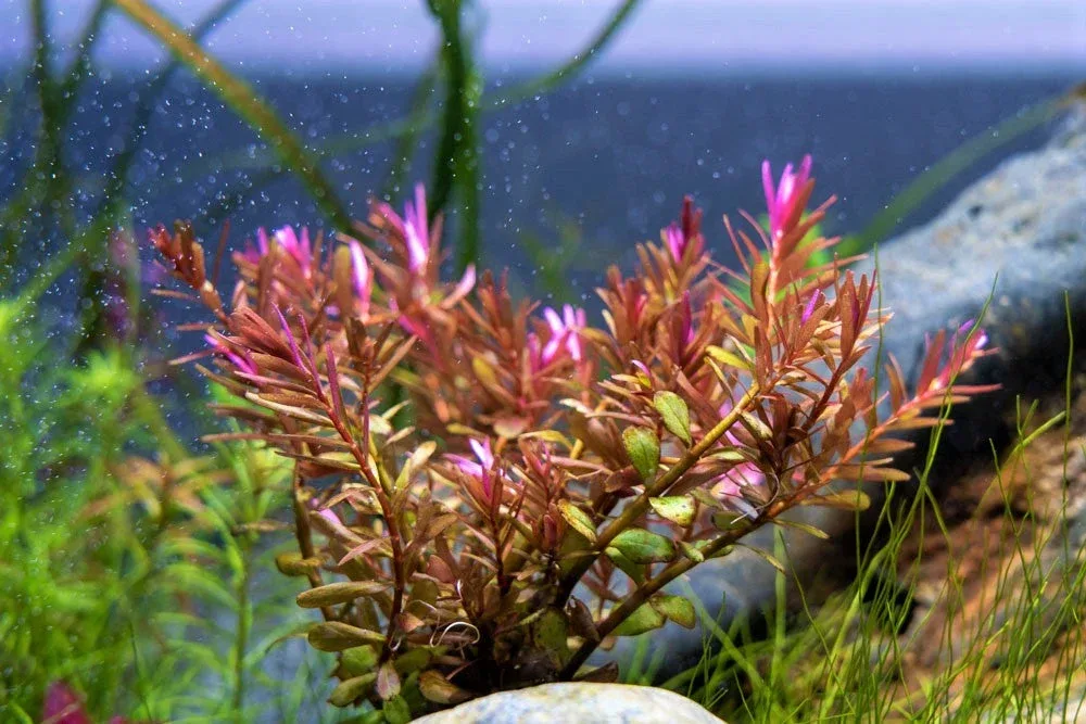 Rotala Blood Red - Image 2