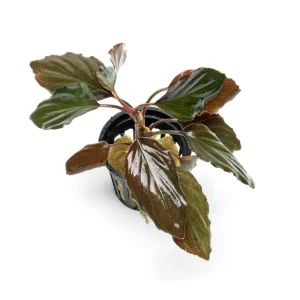 Homalomena Humilis