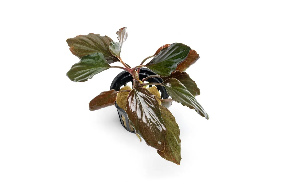 Homalomena Humilis