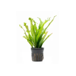 Java Fern 'Thor's Hammer'
