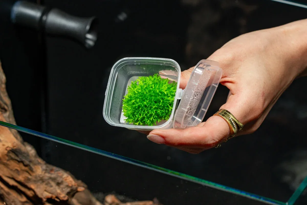 Riccia Fluitans Tissue Culture - Small Cup - Image 2