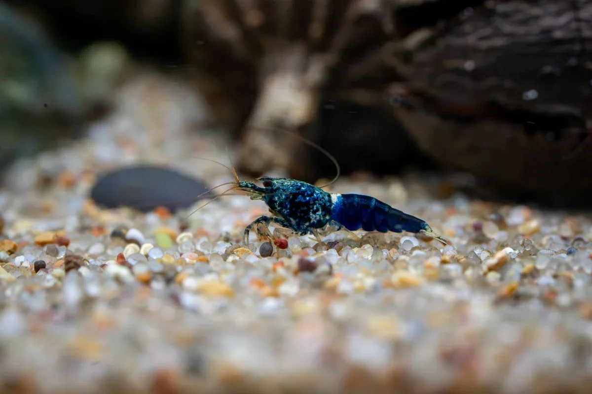 Ocean Blue Shrimp - Image 2