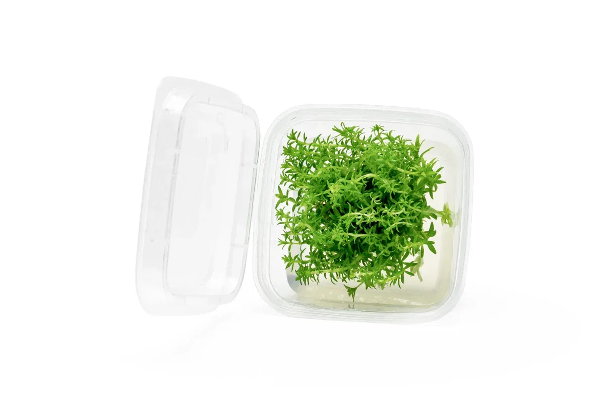 Pogostemon Erectus Tissue Culture - Small Cup - Image 2